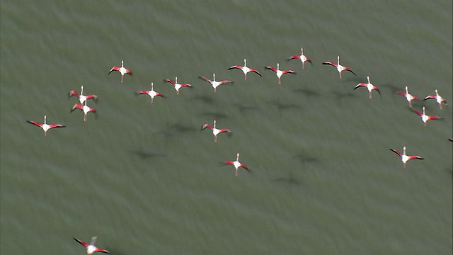 大火烈鸟鸟群在水上和沙洲上空飞行/卡姆拉格，罗讷河畔的bouches视频素材