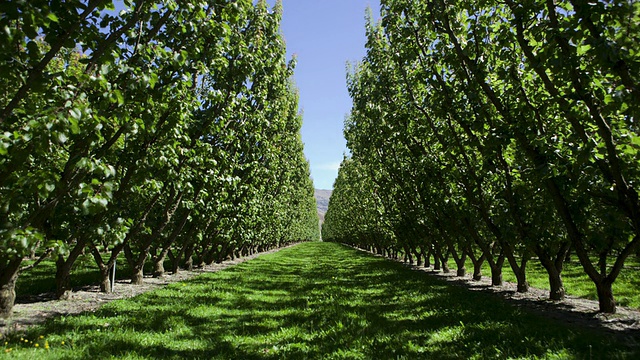 T/L WS阳光穿过杏树在果园/克伦威尔，中央奥塔哥，新西兰视频下载