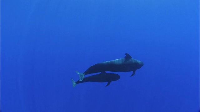 两只座头鲸(Megaptera novaeangliae)在法属波利尼西亚塔希提岛莫雷亚海域游泳视频下载
