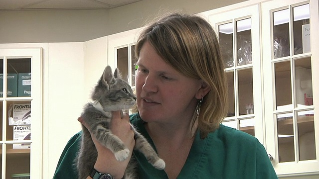 cuzi兽医技术员抱着小猫在手术室/诺维奇，佛蒙特，美国视频下载