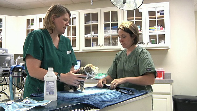 屠紫女士兽医和兽医技术准备猫绝育诊所手术室/诺维奇，佛蒙特，美国视频下载