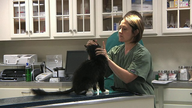 兽医和兽医技术准备猫绝育在诊所的手术室/诺维奇，佛蒙特，美国视频下载