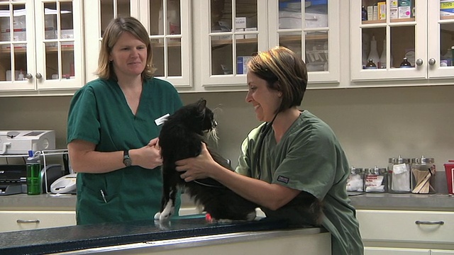 美国佛蒙特州诺维奇诊所的手术室里，兽医和兽医技术正在为猫咪绝育做准备视频下载
