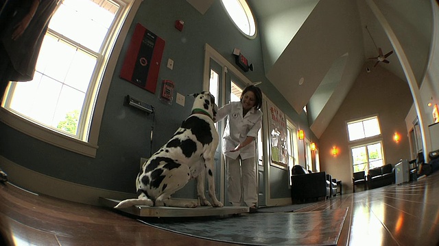 美国佛蒙特州诺维奇诊所的狗主人带着她的狗去称体重视频下载