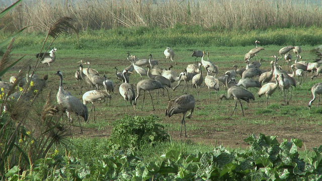 一群鹤在田间/草裙舞，加利利，以色列视频下载