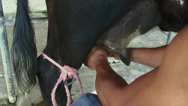 cuman挤奶牛/ Colonia Suiza，乌拉圭视频下载