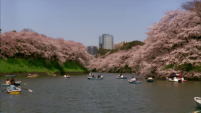 东京千鸟藤护城河，人们在划着小船欣赏樱花视频下载