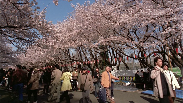 在东京上野公园的樱花下散步的人群视频下载