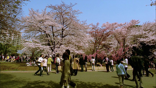 图为人们在公园/东京观赏樱花视频下载