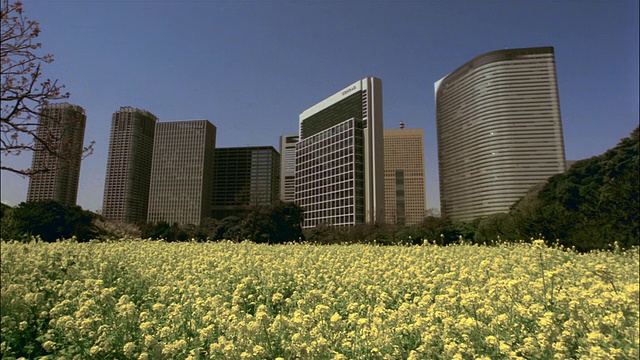 在滨利休花园拍摄的油菜花，盐堂天际线为背景/东京视频下载