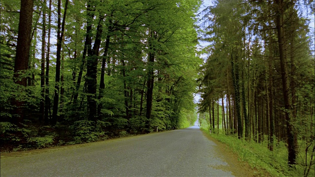 宽拍摄的道路通过森林/ Styria，奥地利视频下载