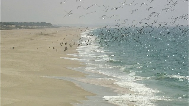 航拍WS沙滩，海鸥成群/葡萄牙塞图巴尔视频下载