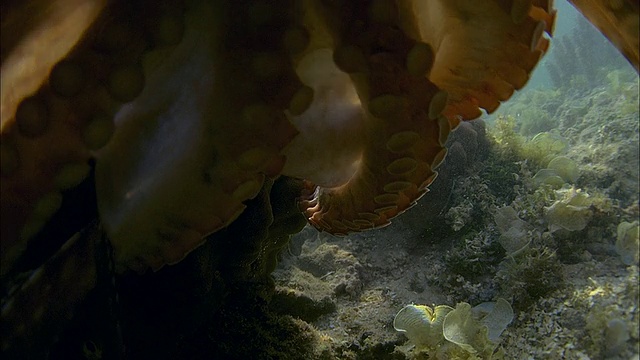 SLO MO CU章鱼附近的珊瑚礁/莫雷亚，大溪地，法属波利尼西亚视频素材