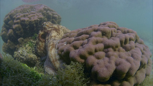 法属波利尼西亚塔希提岛附近的珊瑚礁/莫雷亚岛视频素材