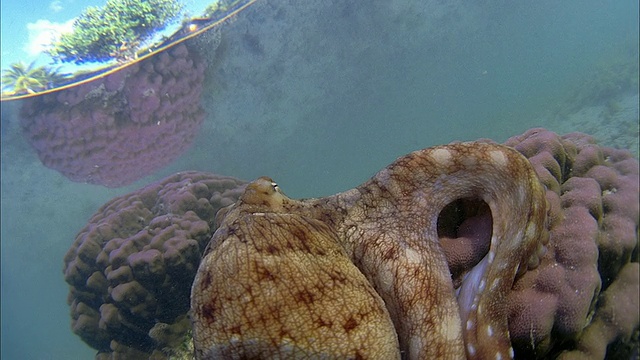 SLO MO CU珊瑚上的章鱼/莫雷亚岛，大溪地，法属波利尼西亚视频素材