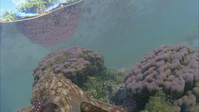 SLO MO CU章鱼附近的珊瑚礁/莫雷亚，大溪地，法属波利尼西亚视频素材