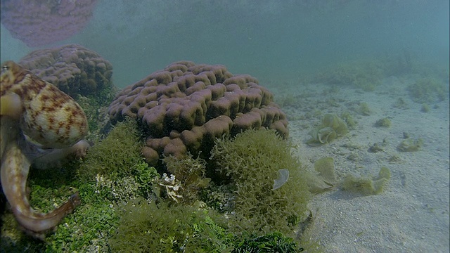 SLO MO MS章鱼在珊瑚/莫雷亚，塔希提岛，法属波利尼西亚视频素材