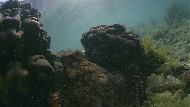 法属波利尼西亚塔希提岛珊瑚附近的章鱼视频素材