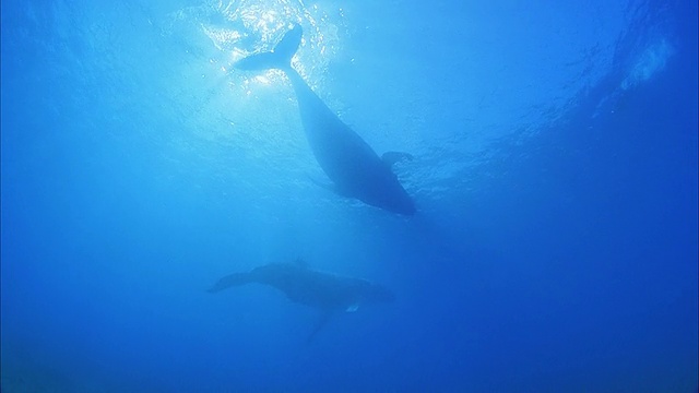 两只座头鲸在法属波利尼西亚塔希提岛莫雷亚海域游泳视频下载