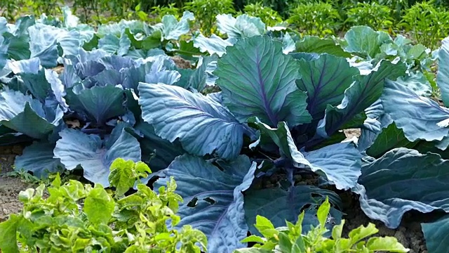 在有机花园种植黑卷心菜和菜花，视频下载