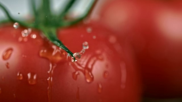 SLO MO CU水滴在新鲜的番茄上视频素材