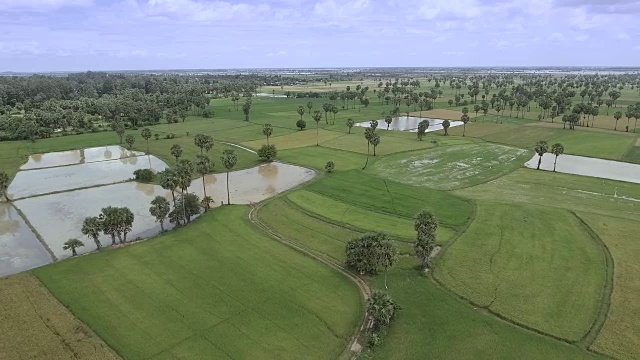 无人机拍摄:飞过糖棕榈树和稻田视频素材