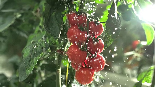斯洛莫 Ds 浇水节省番茄视频下载