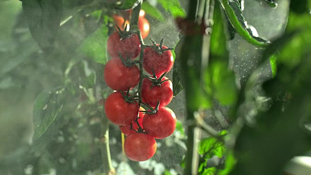 SLO MO在温室喷洒西红柿视频下载