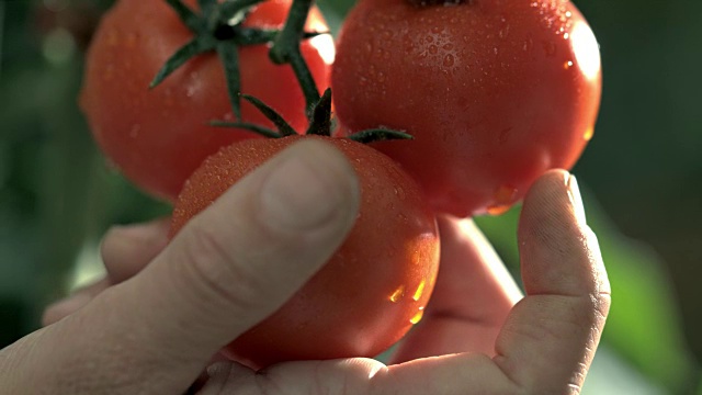 SLO MO手从一株植物上摘番茄视频素材