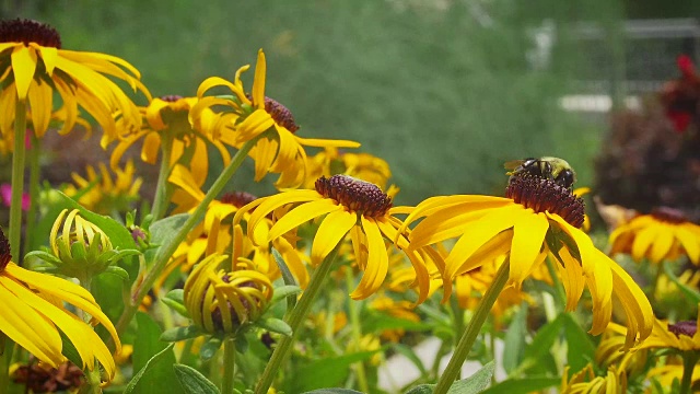 寻找花粉的大黄蜂视频素材