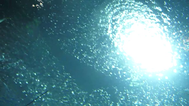黄貂鱼视频素材