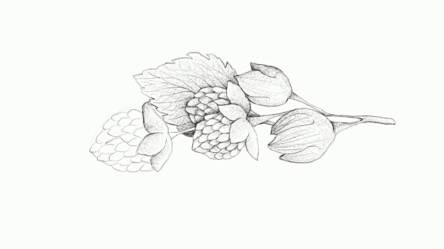 手绘的金色喜马拉雅树莓视频剪辑视频下载