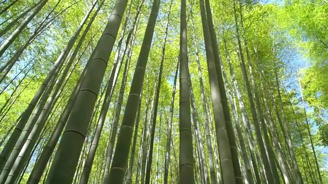 京都郁郁葱葱的竹林视频素材