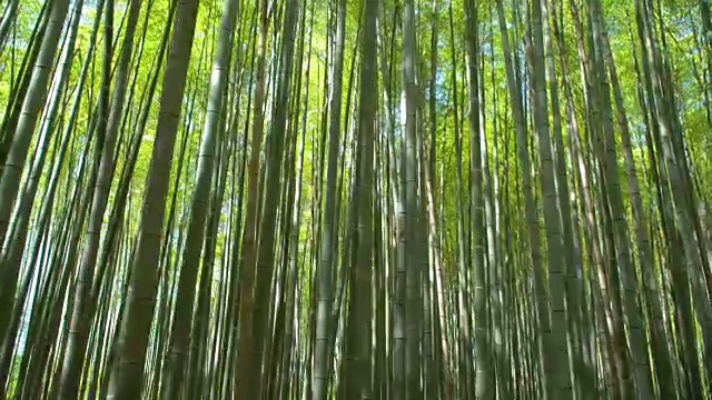 竹林在日光下视频素材