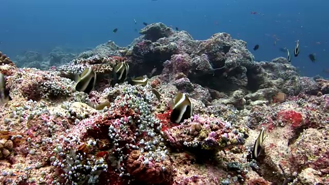 鱼群水下背景下的惊人的海床在马尔代夫。视频素材
