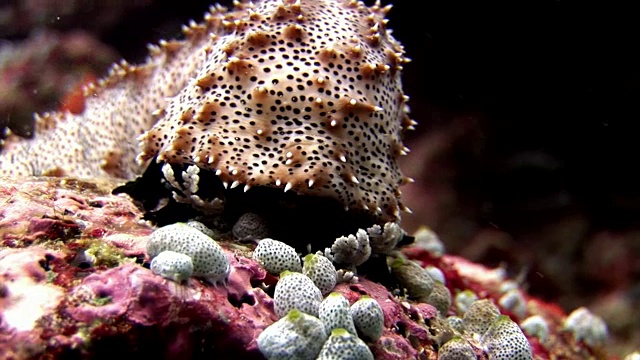 海参水下的背景在马尔代夫令人惊异的海床。视频素材