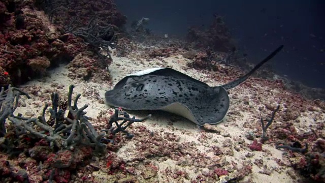蝠鲼坡道鱼水下背景在马尔代夫令人惊叹的海床。视频素材