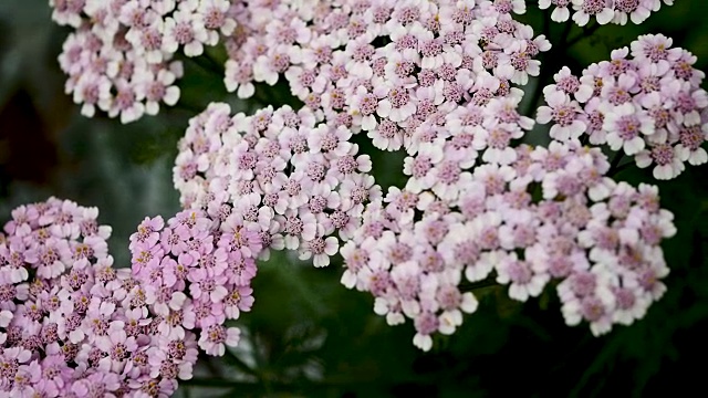 花园里的粉红色菊花视频素材