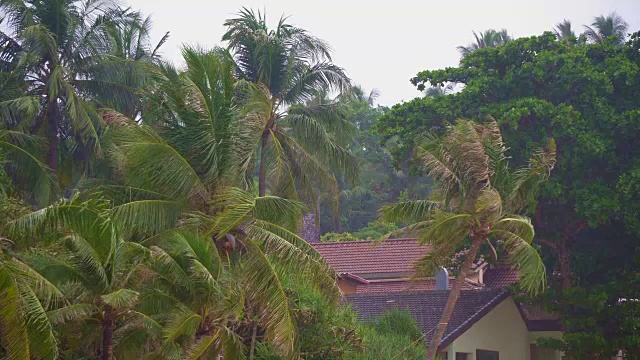 房子旁边有椰子树视频下载
