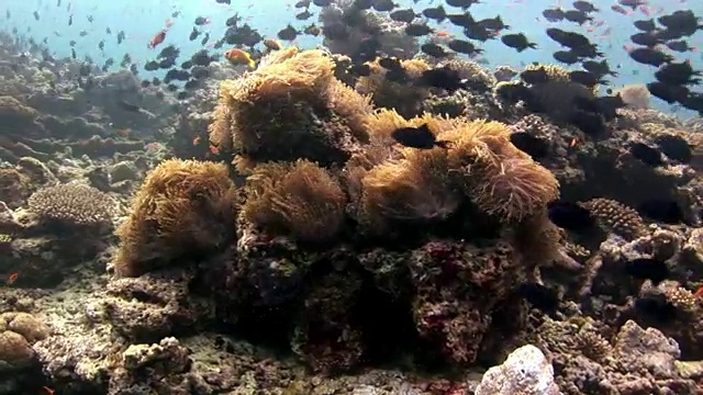 鱼群在马尔代夫反射太阳海床的背景下。视频素材