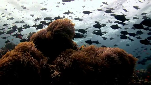 鱼群在马尔代夫反射太阳海床的背景下。视频素材