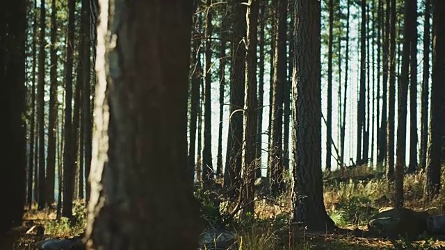 森林中的树木视频素材