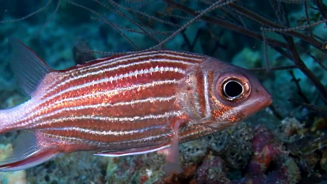红色条纹鱼水下背景在马尔代夫令人惊叹的海床。视频下载
