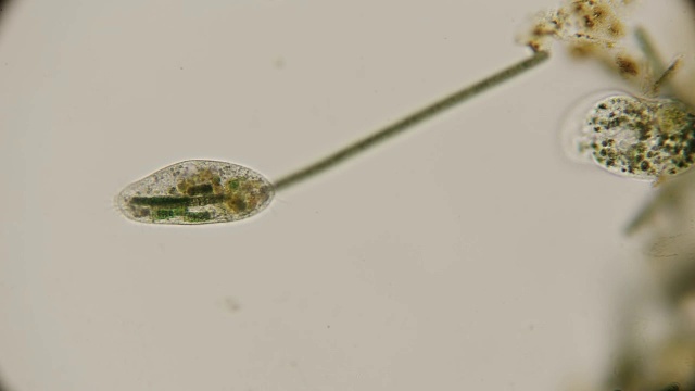 纤毛虫Frontonia，在显微镜下视频下载