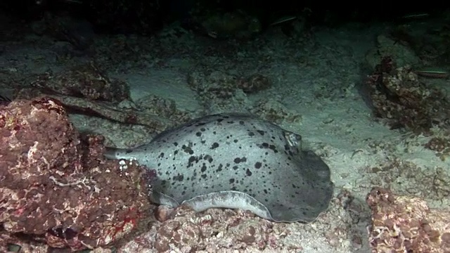 蝠鲼坡道鱼水下背景在马尔代夫令人惊叹的海床。视频素材