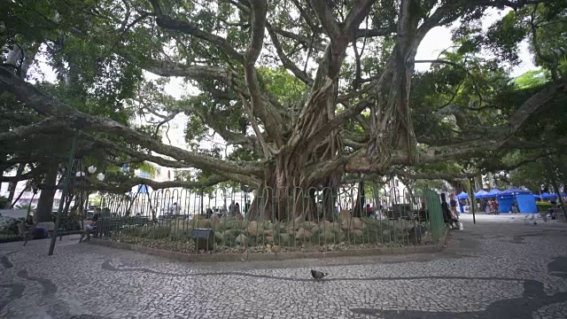 巴西弗洛里亚诺波利斯中心广场上的一棵古树视频下载