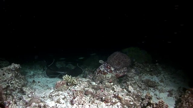 蝠鲼坡道鱼水下背景在马尔代夫令人惊叹的海床。视频下载