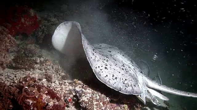 蝠鲼坡道鱼水下背景在马尔代夫令人惊叹的海床。视频下载
