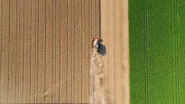 在非常干燥的夏季收割麦田-鸟瞰图视频素材
