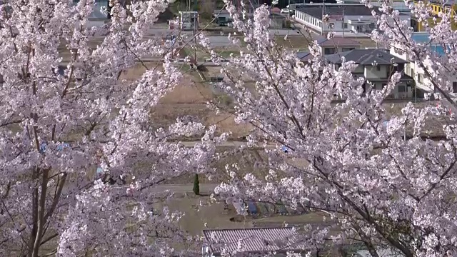 富士山上樱花盛开视频素材